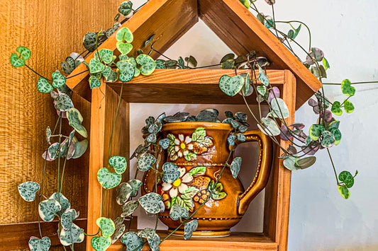 Variegated string of pearls in a brown pot on a wooden display shelf