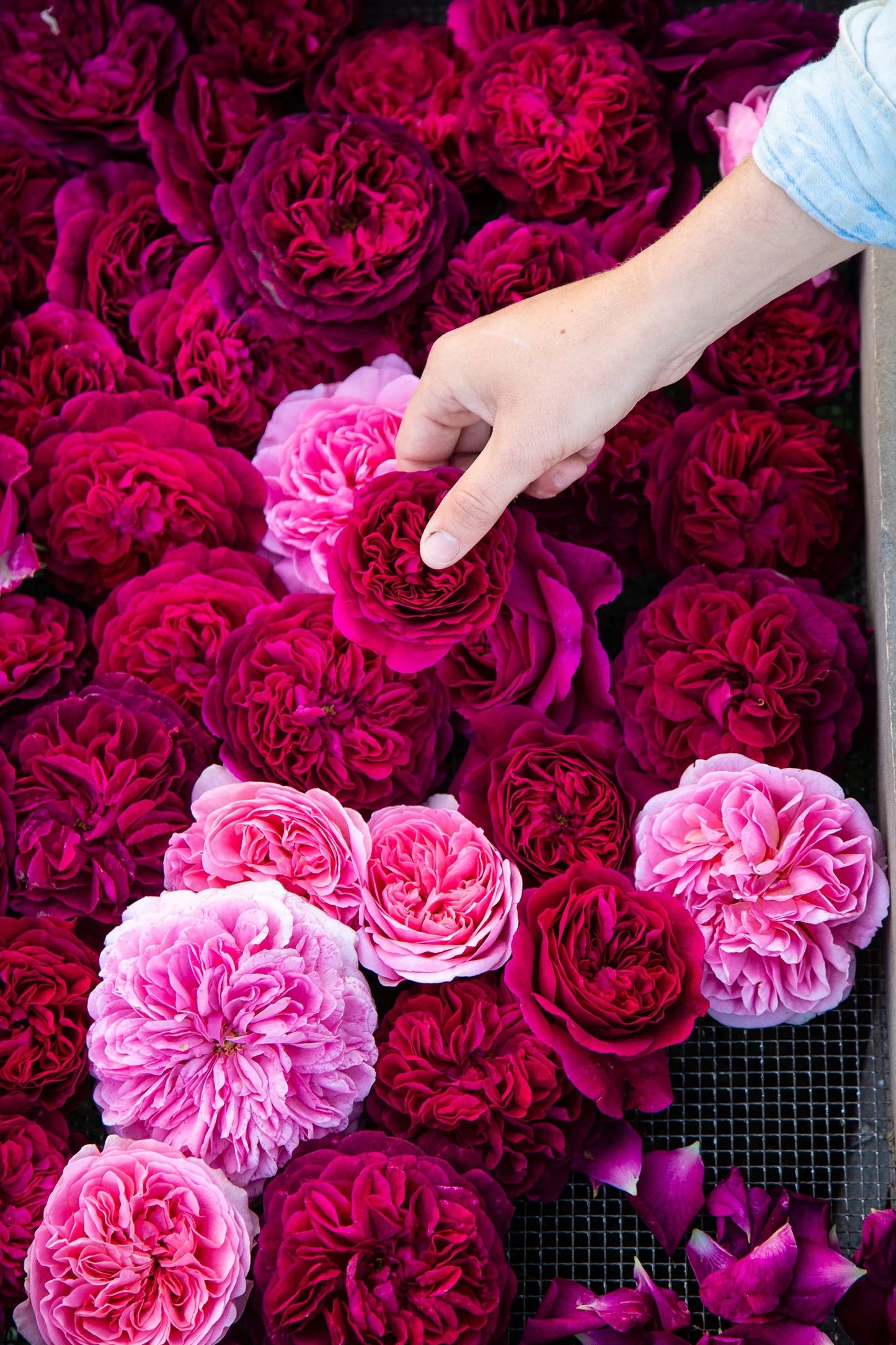 Hydrosol (Floral Water) ~ Rose