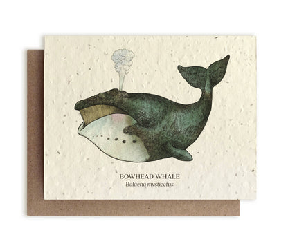Plantable Greeting Card ~ Bowhead Whale