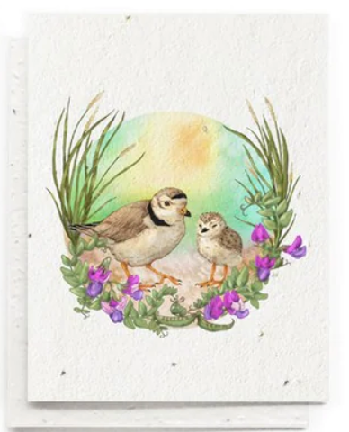 Greeting Card ~ Summer Piping Plovers (Plantable Herbal Seed Card)