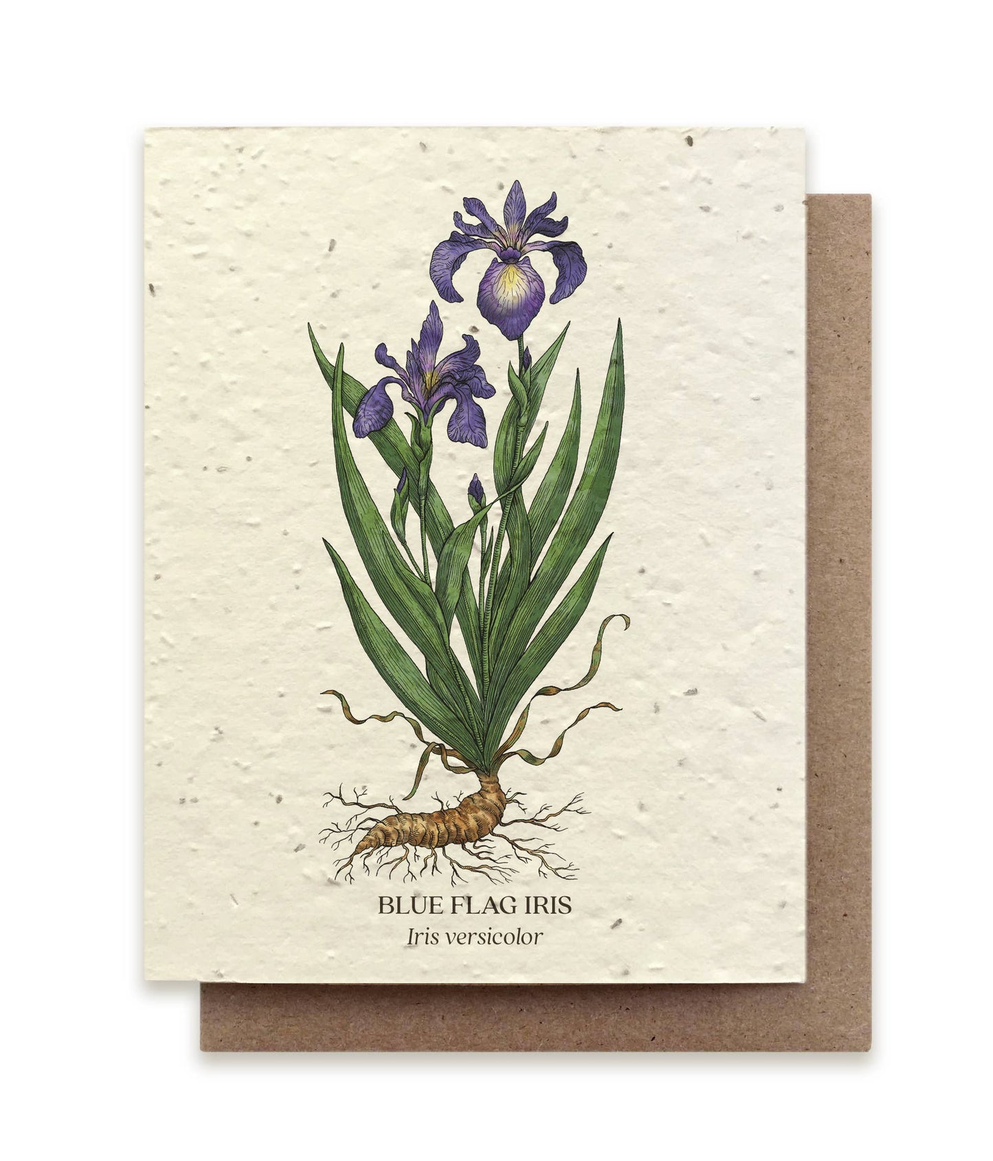 Greeting Card ~ Blue Flag Iris (Plantable Wildflower Seed Card)
