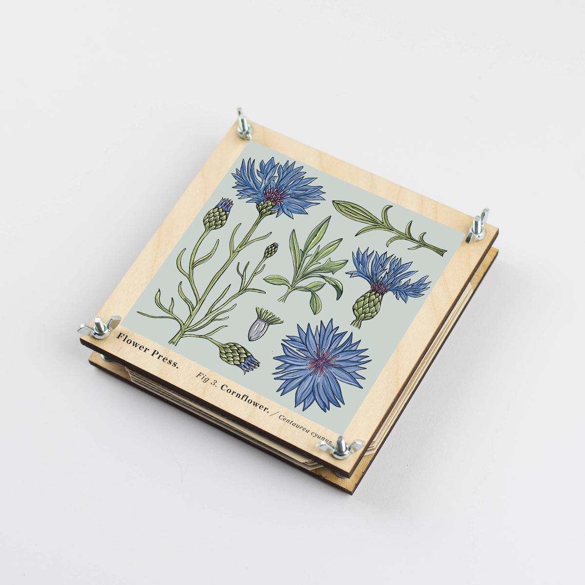 Flower Press - Cornflower (US landed)