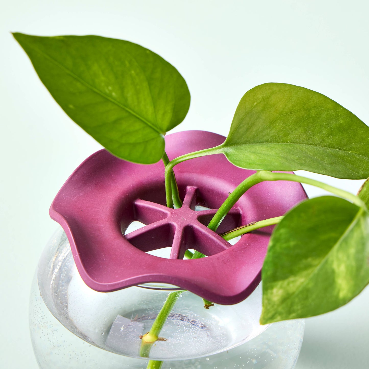 Botanical Keepers ~ Keep Flower Fresh