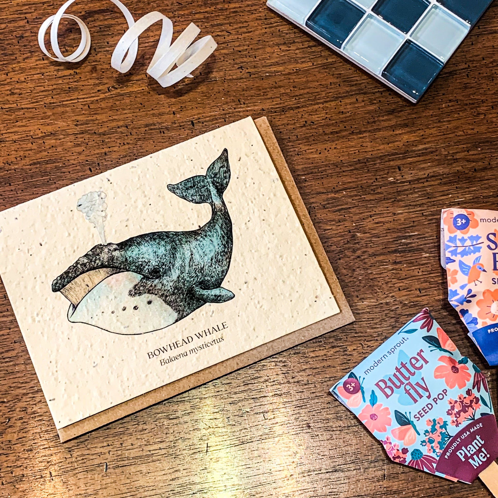 Bowhead Whale plantable wildflower seed card. Illustrated with watercolor in navy blue gradients. features a Modern Sprout Butterfly Seed Pop in the bottom right corner.