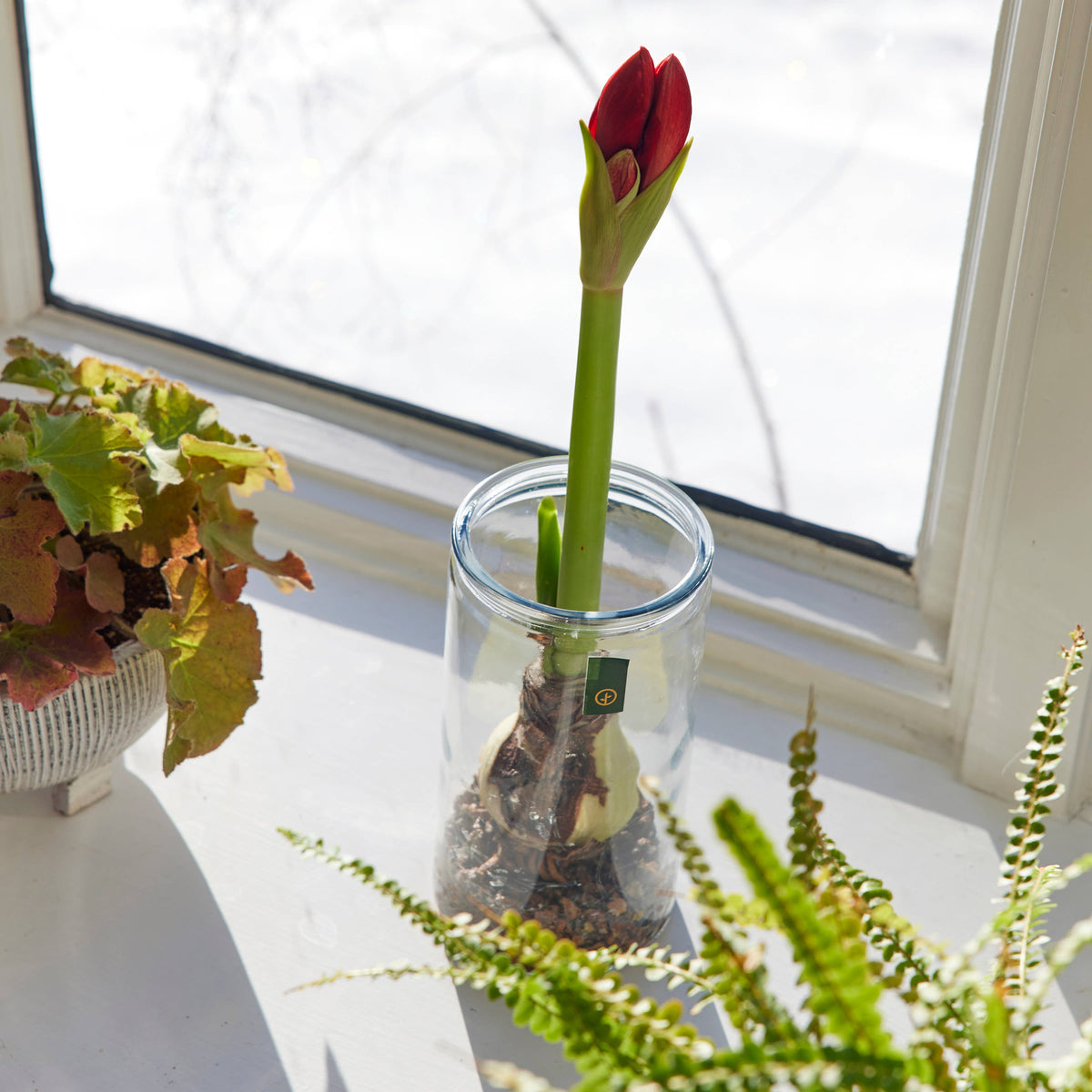 Winter Bulb Kit ~ Amaryllis