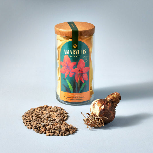 Winter Bulb Kit ~ Amaryllis