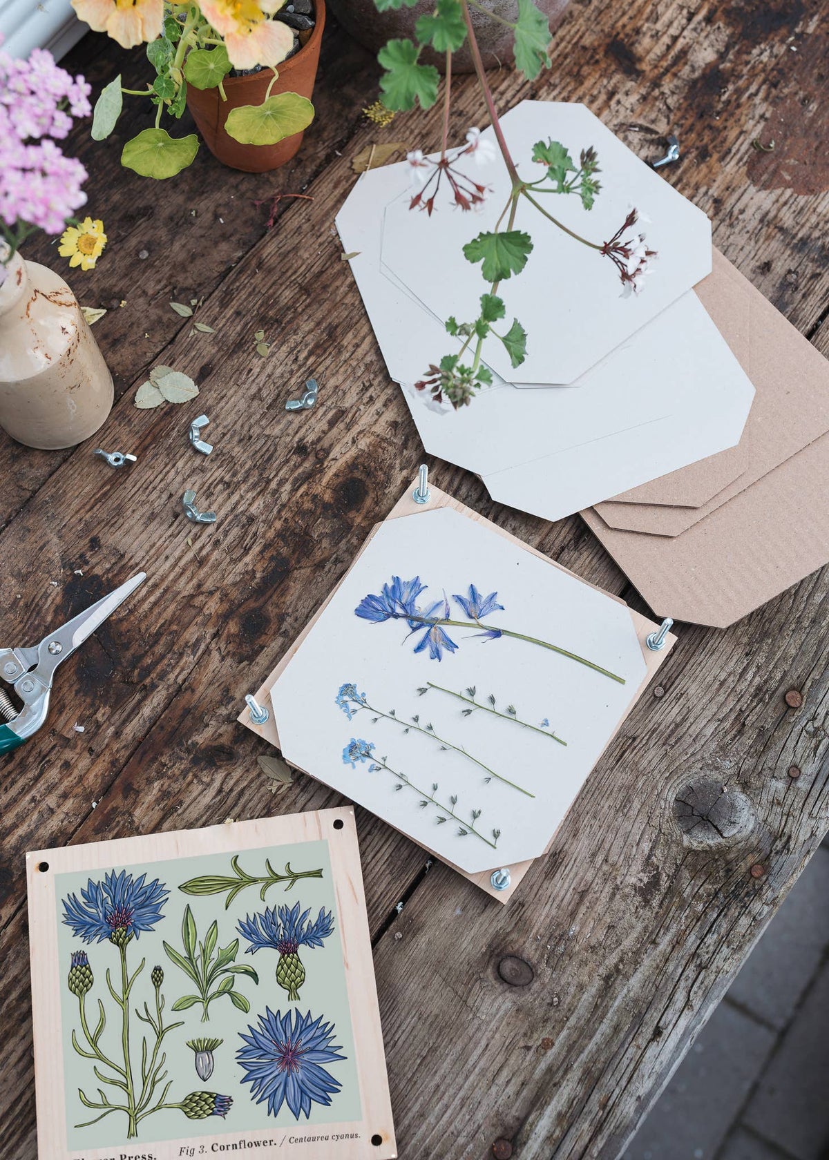 Flower Press - Cornflower (US landed)