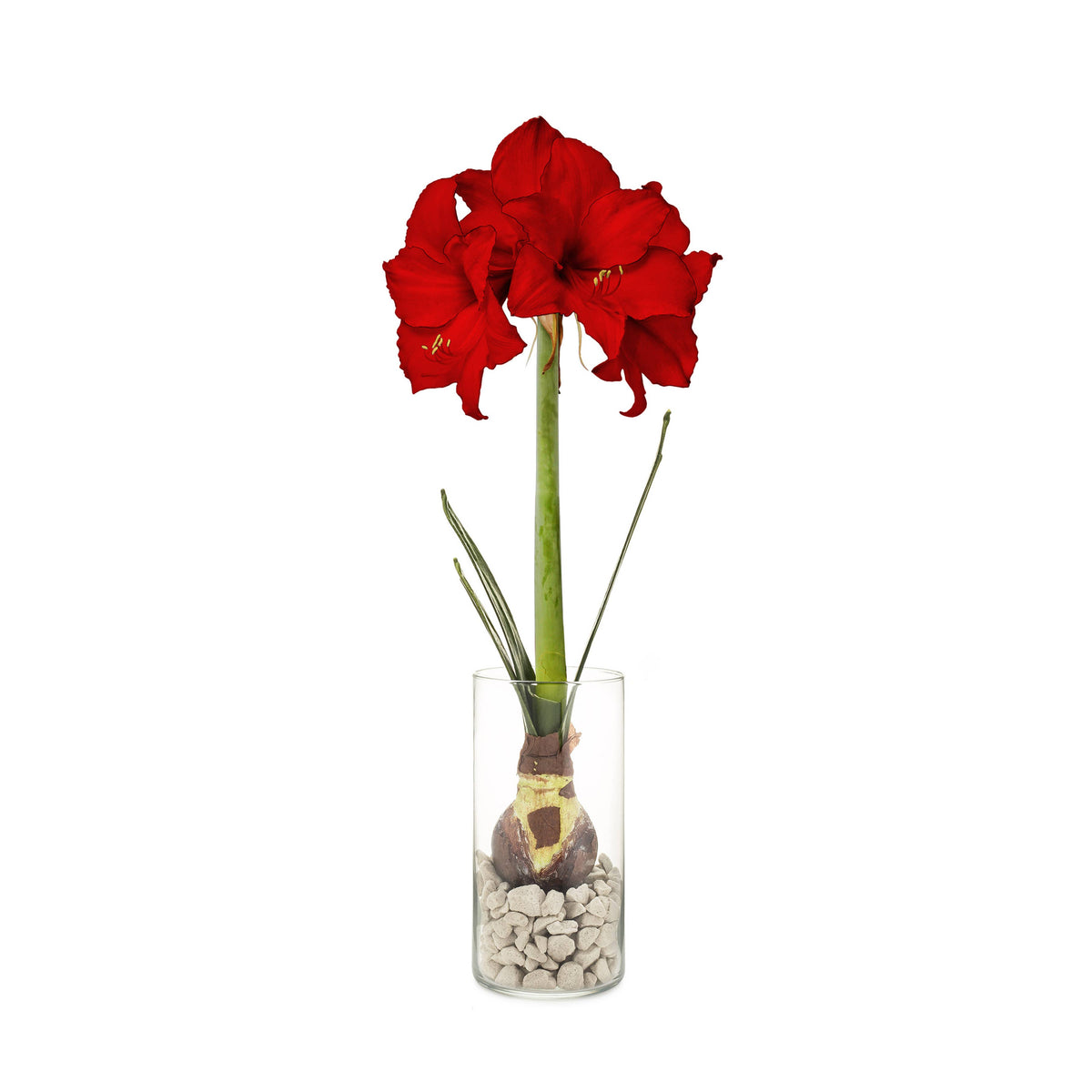 Winter Bulb Kit ~ Amaryllis