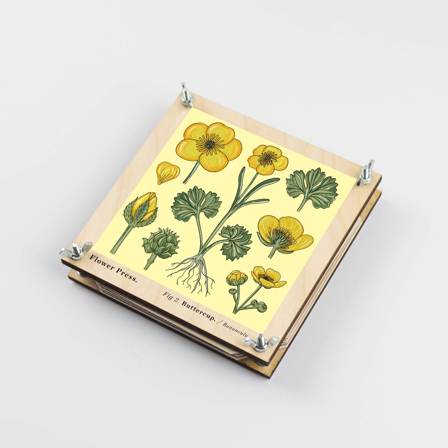 Flower Press ~ Buttercup