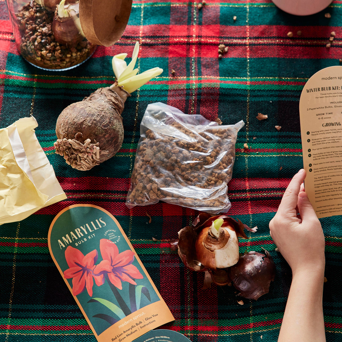Winter Bulb Kit ~ Amaryllis