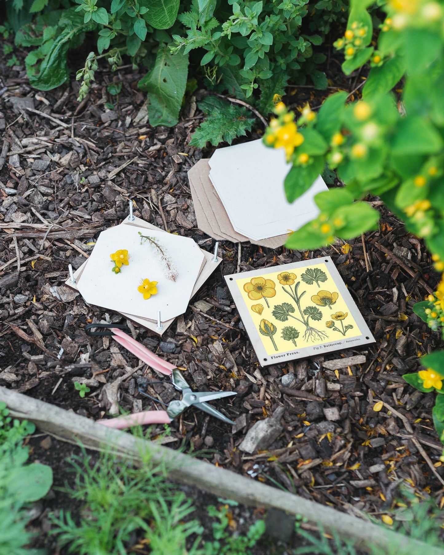 Flower Press ~ Buttercup