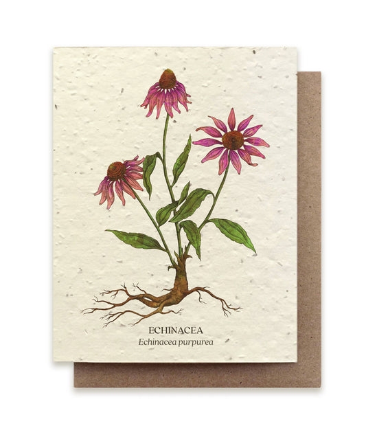 Greeting Card ~ Echinacea (Plantable Wildflower Seed Card)
