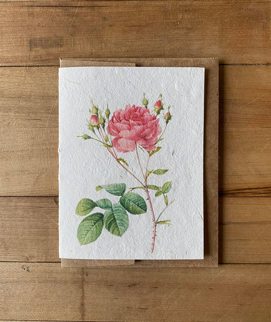 Greeting Card ~ Rosa Centifolia Anglica Rubra