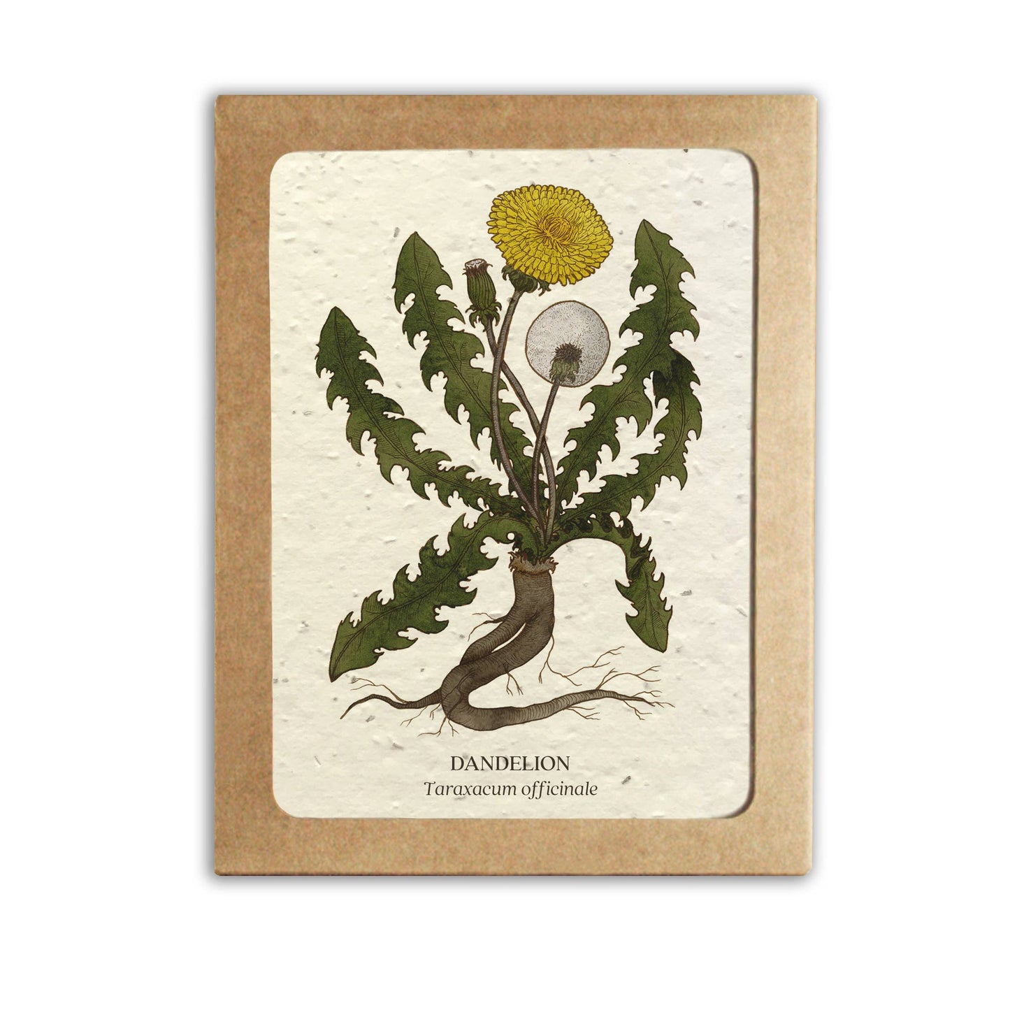 Greeting Card Set ~ Medicinal Plants (Plantable Wildflower Seed Paper)