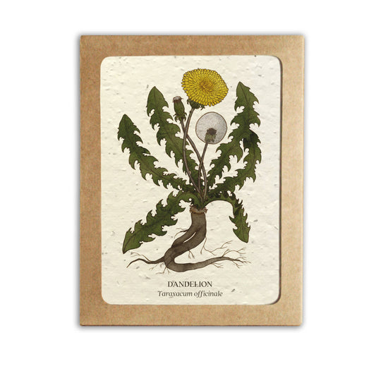 Plantable Greeting Card Set ~ Medicinal Plants